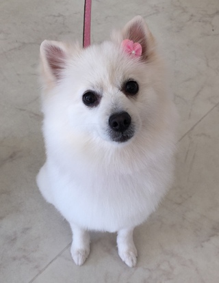 トリミング☆小春ちゃん