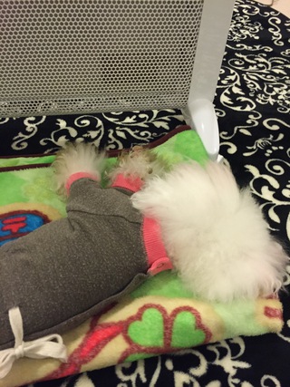 ストーブを独り占め(´▽｀)