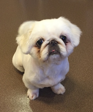 ペットホテル☆おこめちゃん