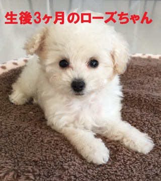 やっと半年(=ﾟωﾟ)ﾉ