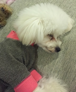 お昼寝は仲良し♡