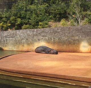 東山動物園(=^・^=)