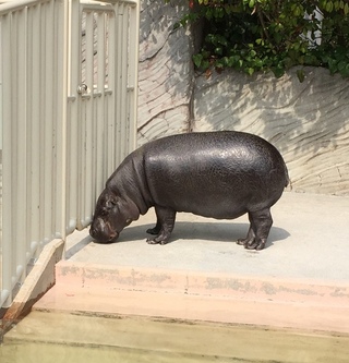 東山動物園(=^・^=)