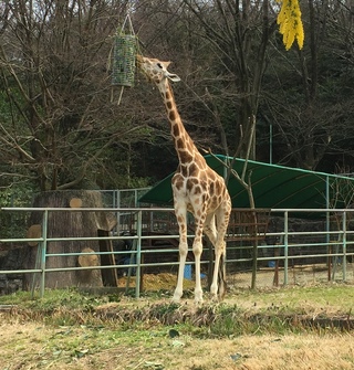 東山動物園(=^・^=)