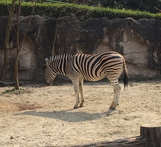 東山動物園(=^・^=)