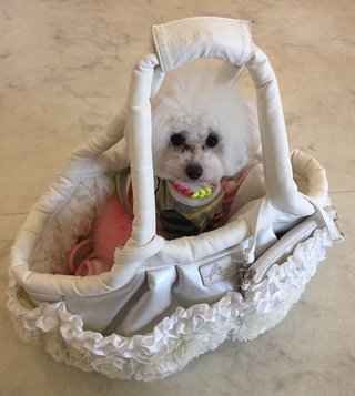 ローズちゃんのデベソの手術( *´艸｀)