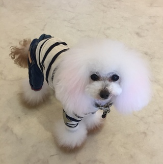 今日はお仕事(´・ω・`)