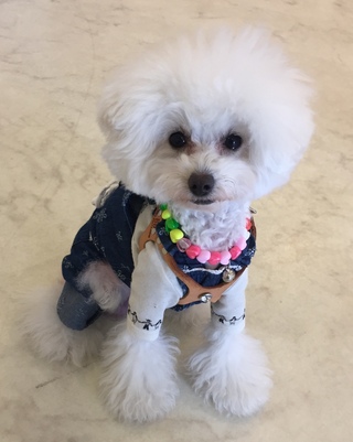 今日はお仕事(´・ω・`)