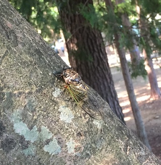 三方原神社でセミ取り(*ω*)