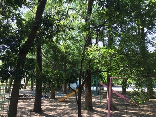 三方原神社でセミ取り(*ω*)