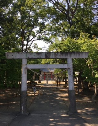 三方原神社でセミ取り(*ω*)