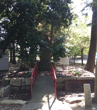 三方原神社でセミ取り(*ω*)