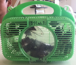 夏休みと言えば・・・(=ﾟωﾟ)ﾉ