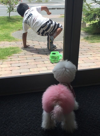 夏休みと言えば・・・(=ﾟωﾟ)ﾉ