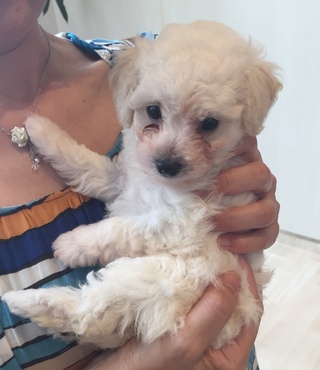 プードルの赤ちゃん(*‘ω‘ *)