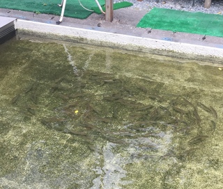 釣り堀で坊主(≧▽≦)