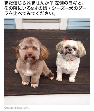 人間顔☆ヨギくん