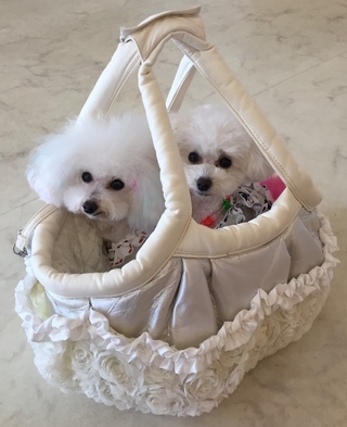 今日はお仕事(=ﾟωﾟ)ﾉ