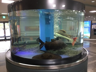ぎょぎょランド♪