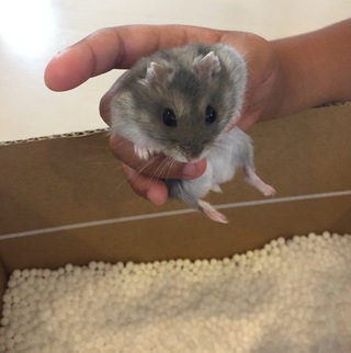 ハム太くん☆初プール