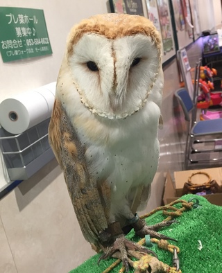 プレ葉の昆虫展♪