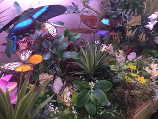 プレ葉の昆虫展♪