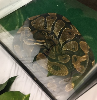 プレ葉の昆虫展♪