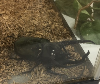 プレ葉の昆虫展♪
