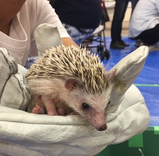 プレ葉の昆虫展♪