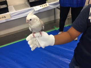 プレ葉の昆虫展♪