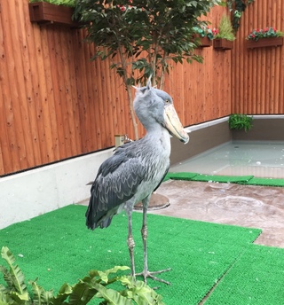 ふたばちゃん(*‘ω‘ *)