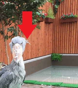 ふたばちゃん(*‘ω‘ *)