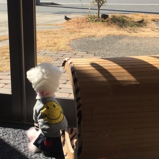 鳥ってなんですのん？