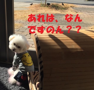 鳥ってなんですのん？