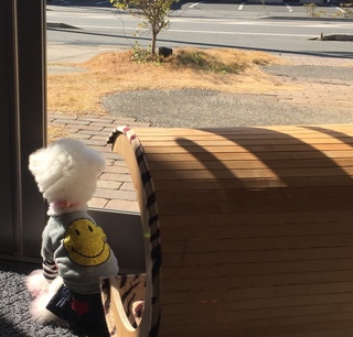 鳥ってなんですのん？