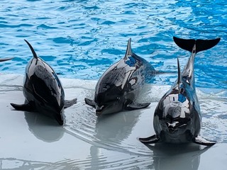 アドベンチャーワールドへ♪