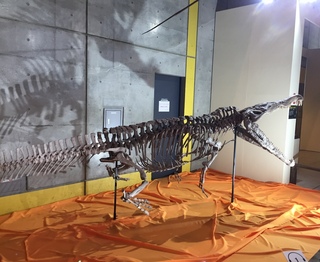 恐竜展に行ってきました(*‘ω‘ *)