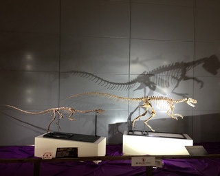 恐竜展に行ってきました(*‘ω‘ *)