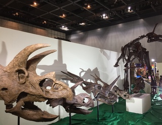 恐竜展に行ってきました(*‘ω‘ *)
