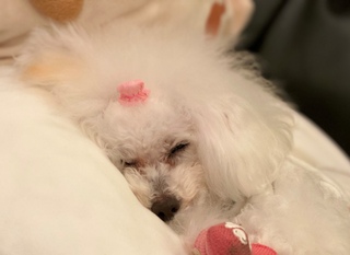 祝☆１３歳のお誕生日(#^^#)