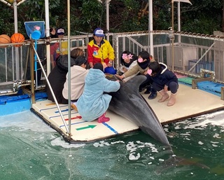 カモメとイルカを満喫(*ω*)