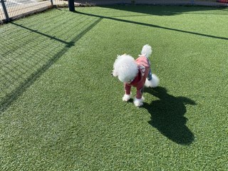 久しぶりのお散歩♪