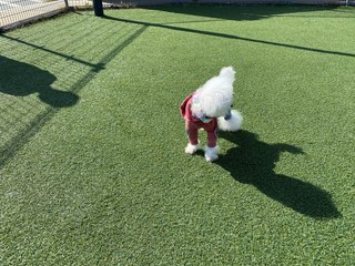 久しぶりのお散歩♪