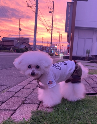 綺麗な夕日。