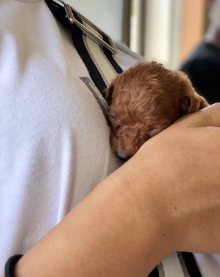 夏休みは子犬達と(*´ω｀*)