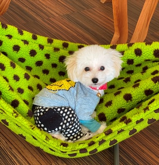 NEWハンモック(*^_^*)