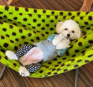 NEWハンモック(*^_^*)