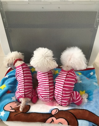 朝はストーブに集合(=ﾟωﾟ)ﾉ