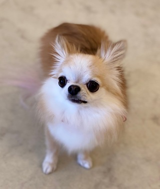 トリミング☆あまなちゃん