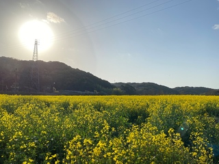 菜の花畑✿